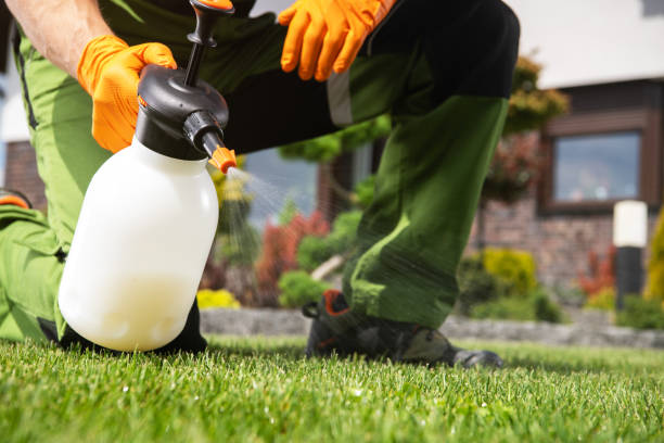 Wasp Removal Services in Little Falls, MN