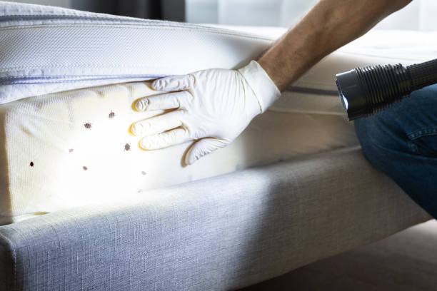 Best Exterminator Services  in Little Falls, MN