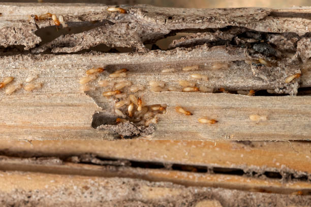 Best Affordable Pest Control Services  in Little Falls, MN