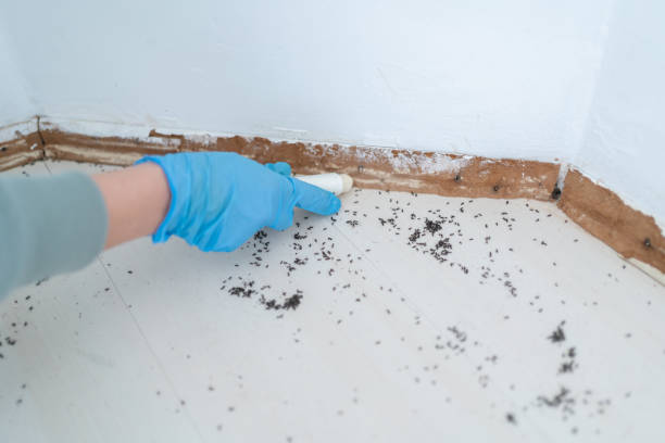 Best Mosquito Control Services  in Little Falls, MN